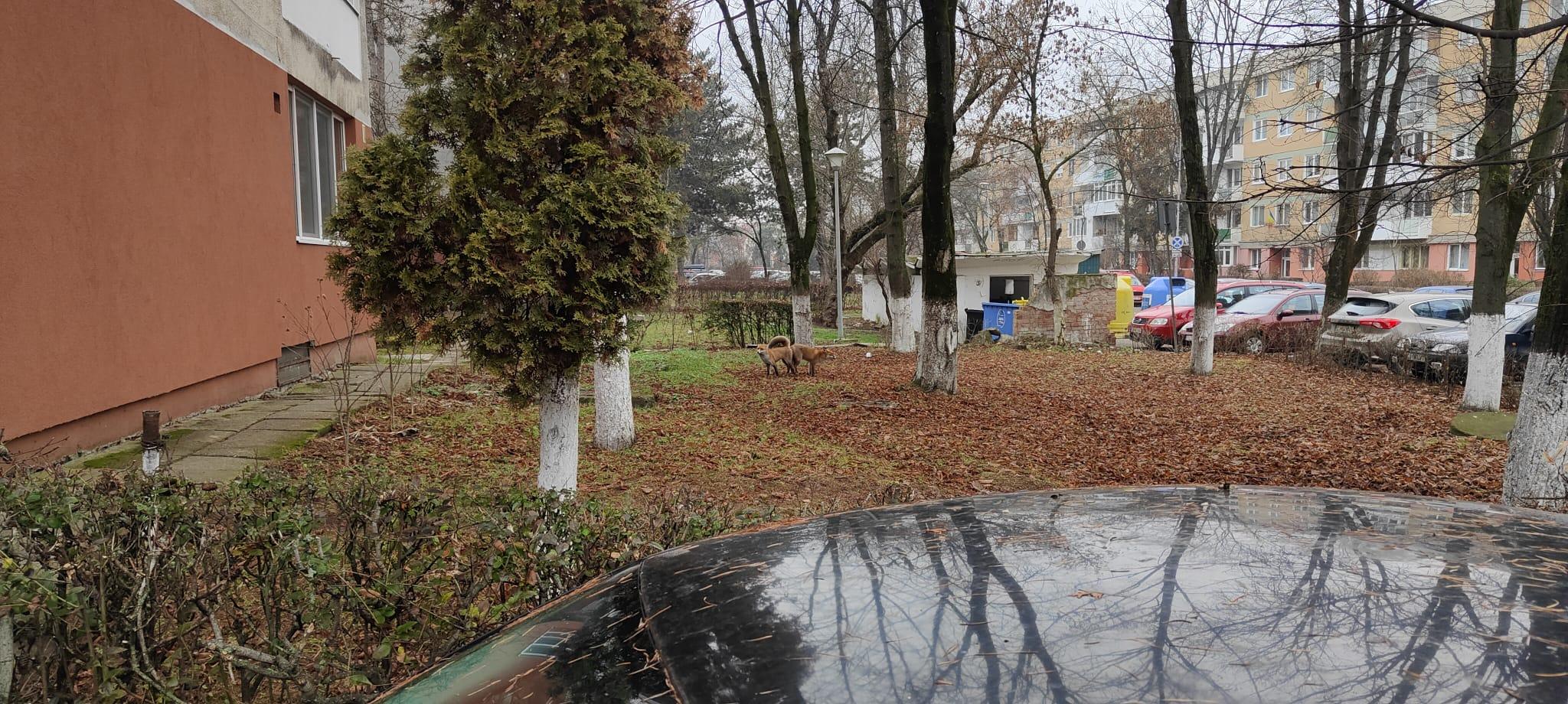 vulpi gheorgheni 1.jpg