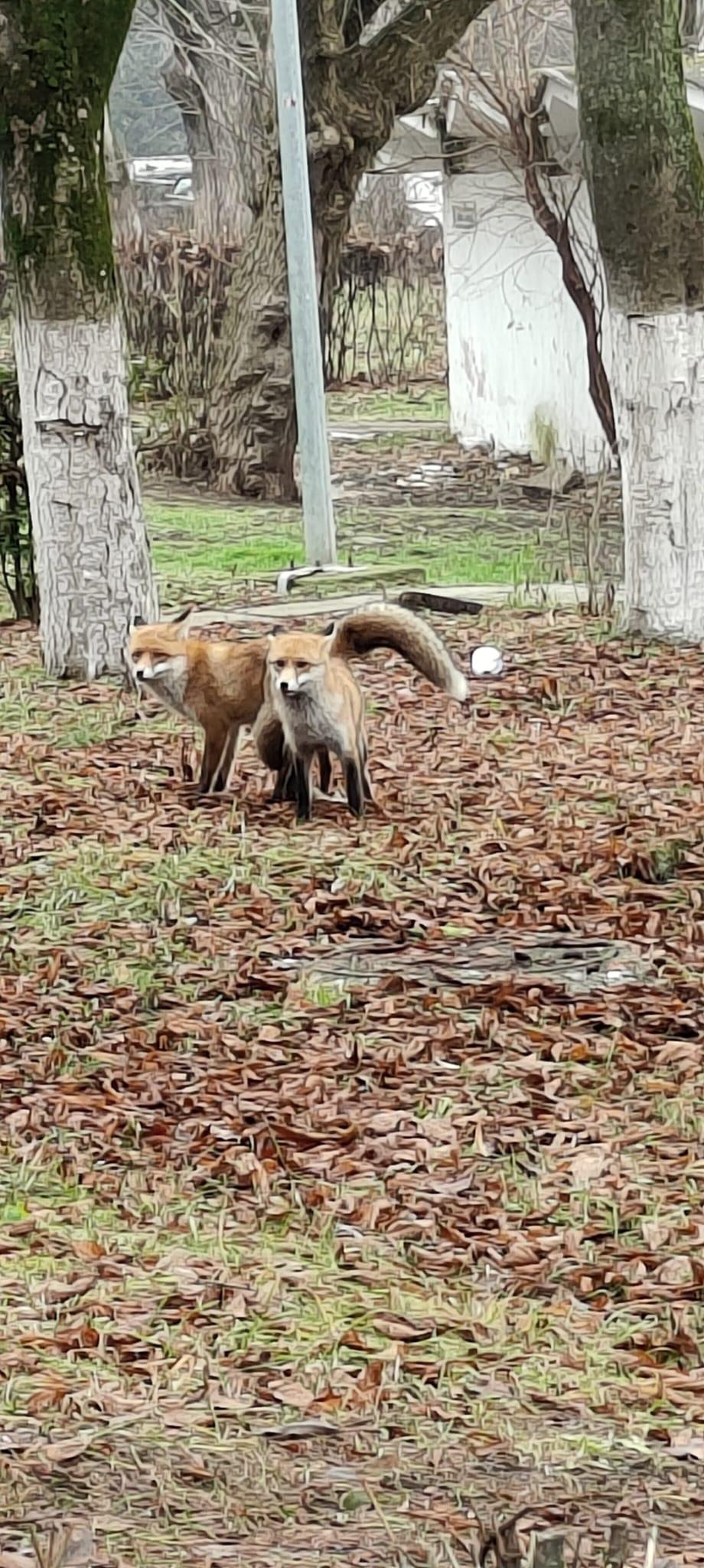 vulpi gheorgheni 2.jpg