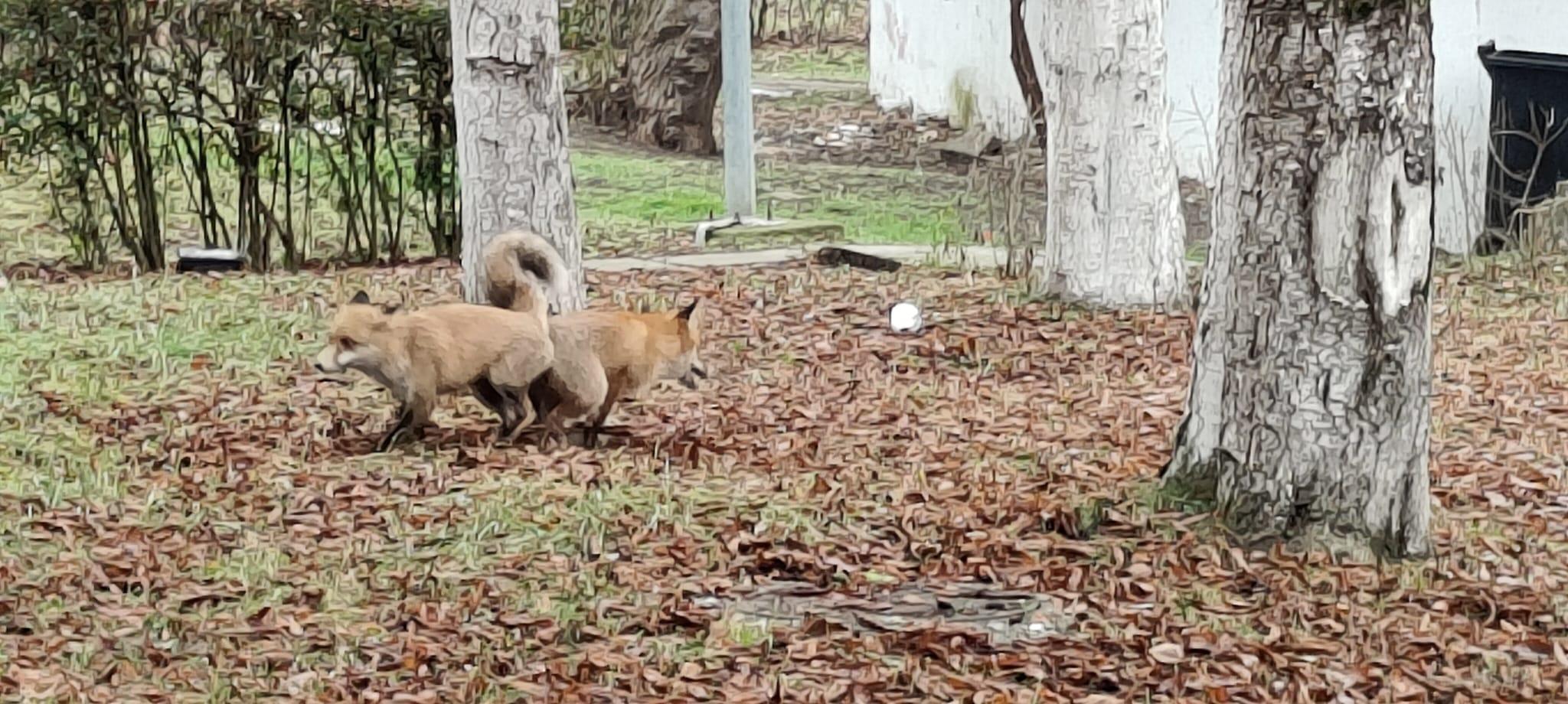 vulpi gheorheni 3.jpg