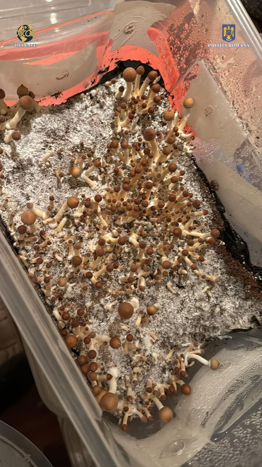 WhatsApp Image 2025-03-20 at 15.26.58.jpeg