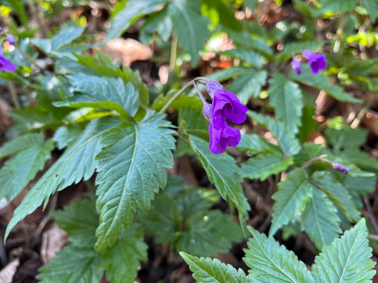 485721808_1142027924390613_8855030342980275502_n (1).jpg