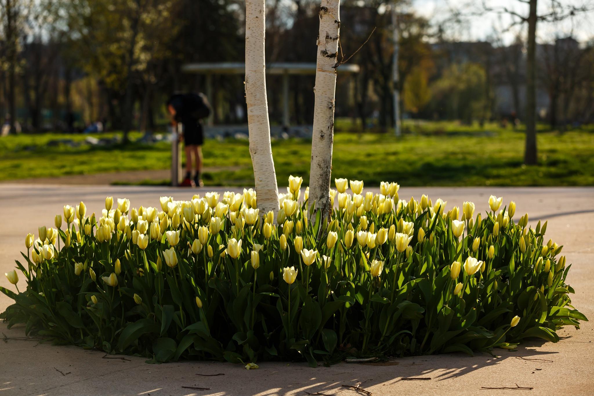 primavara cluj 12.jpg