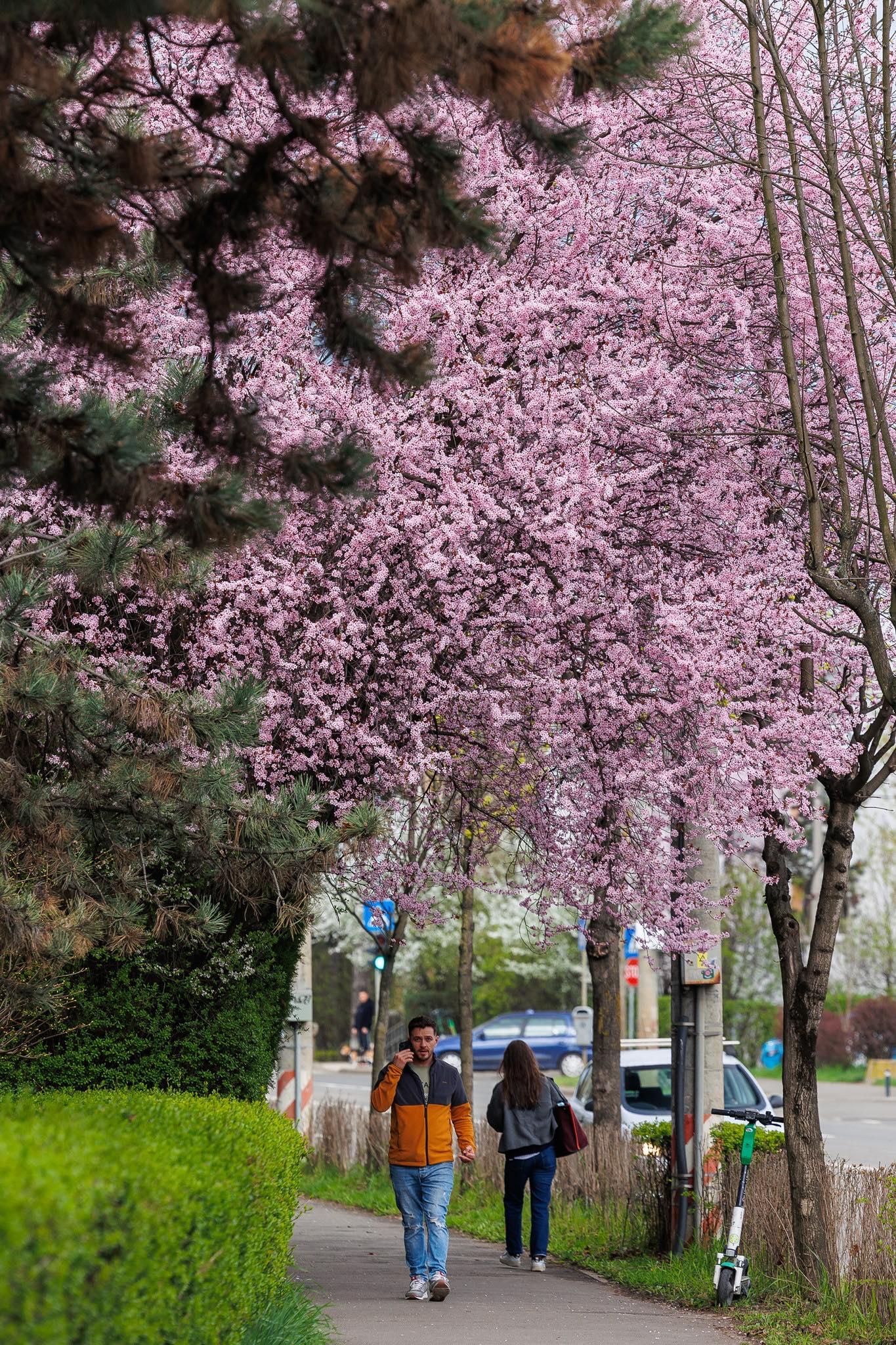 primavara cluj 4.jpg