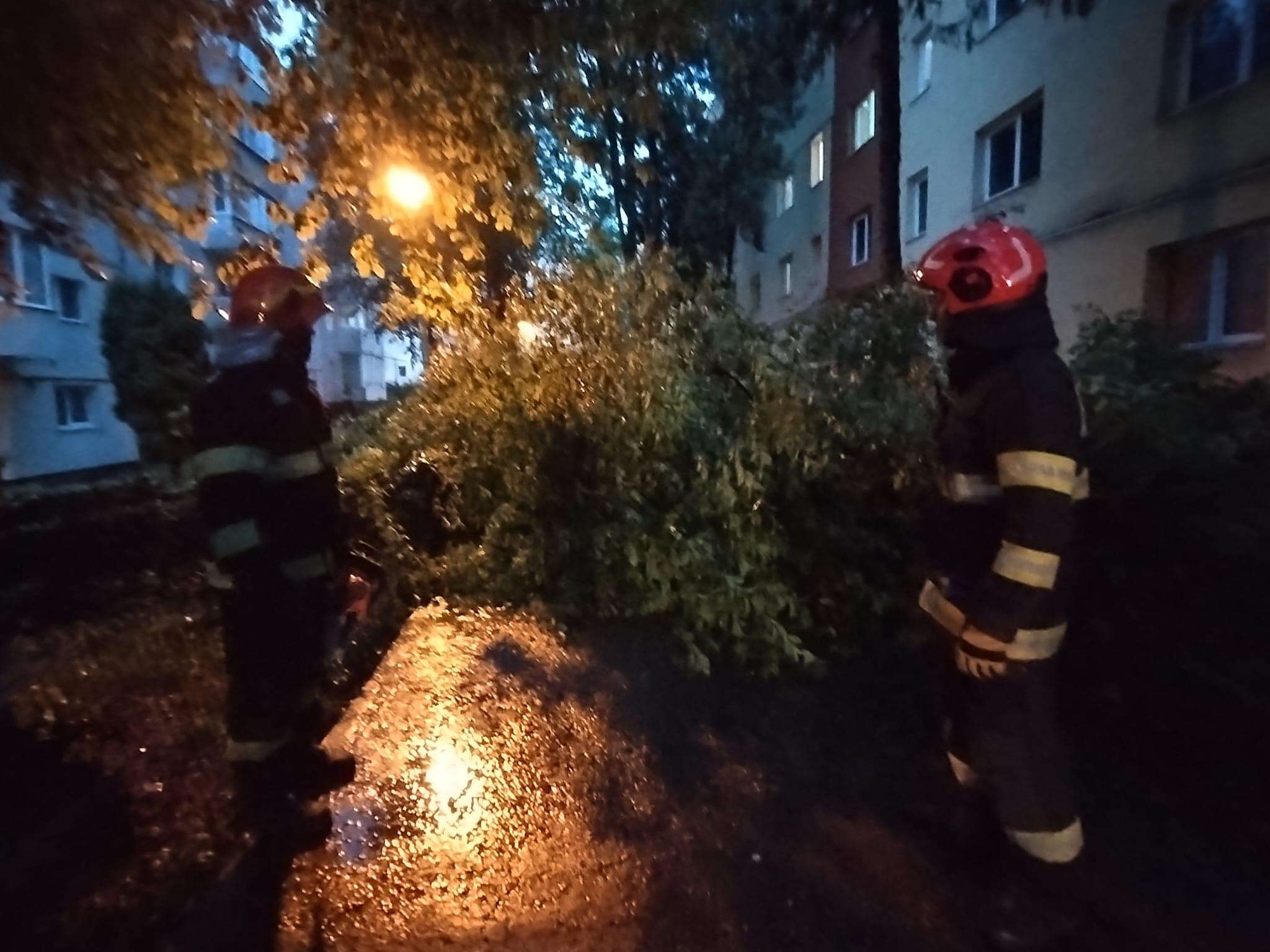 arbore cazut strada mehedinti cluj.jpg