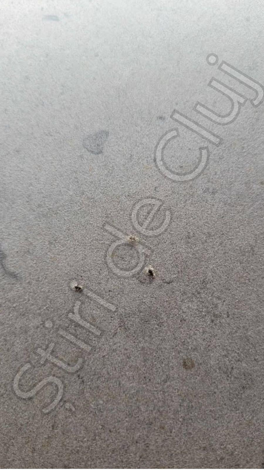 stiridecluj.ro (10).jpg