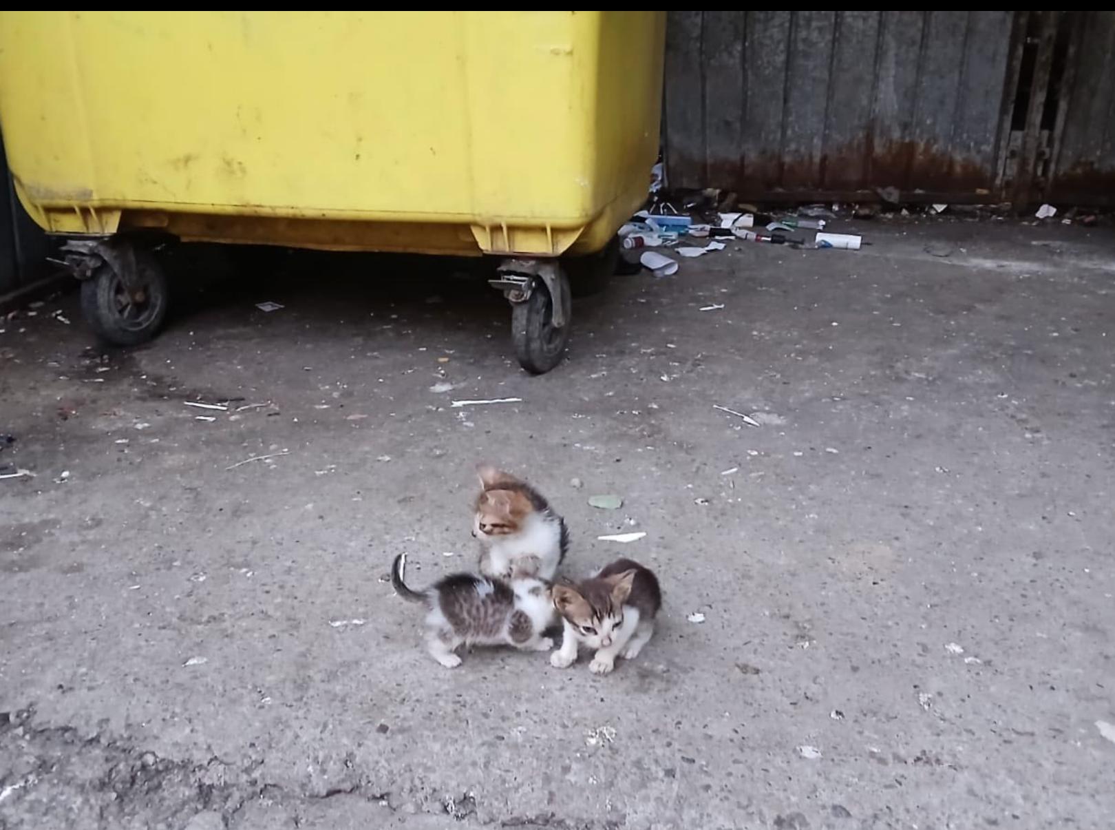 Screenshot 2025-05-31 192313.png