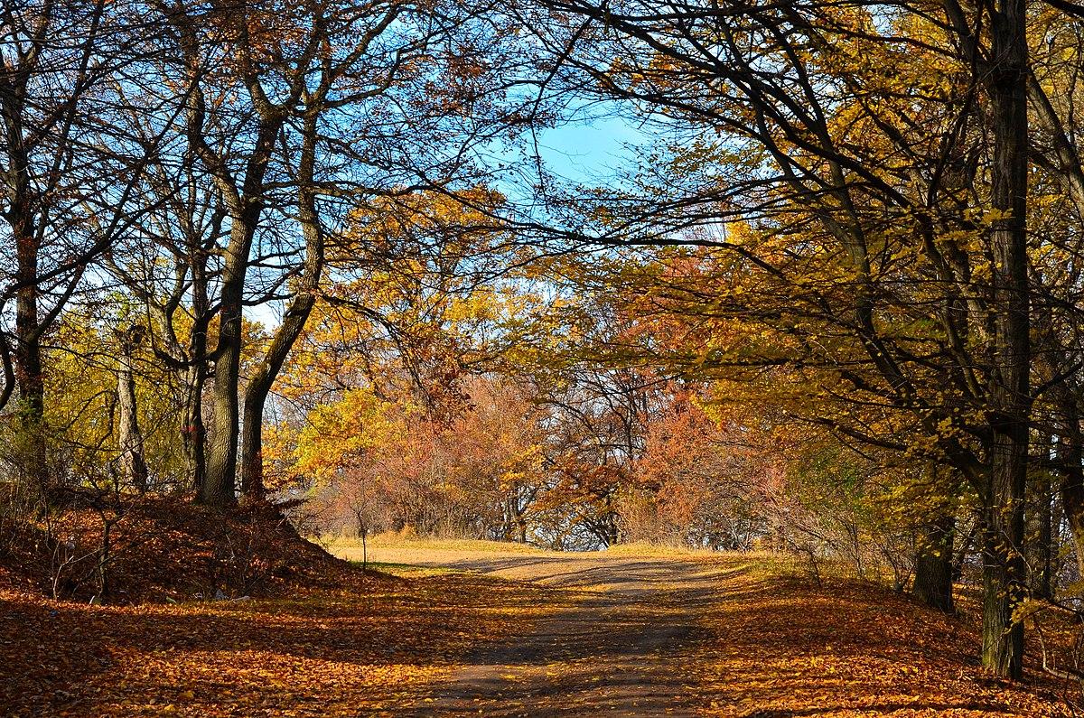 Hoia_toamna-Hoia_Forest_autumn_2012_-_panoramio.jpg