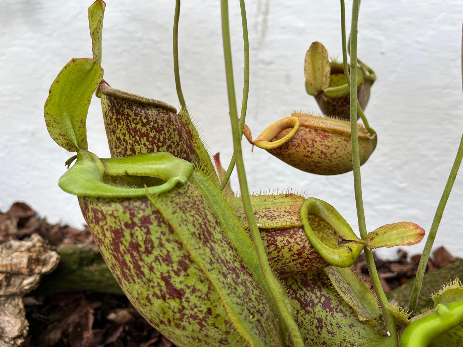 carnivore cluj 3.jpg