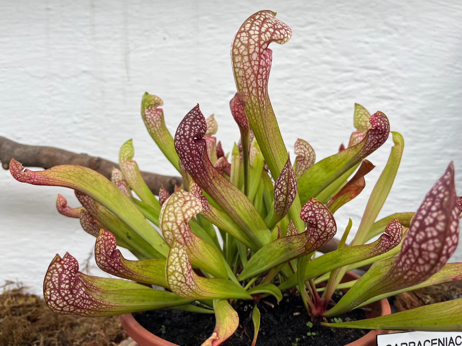 carnivore cluj 2.jpg