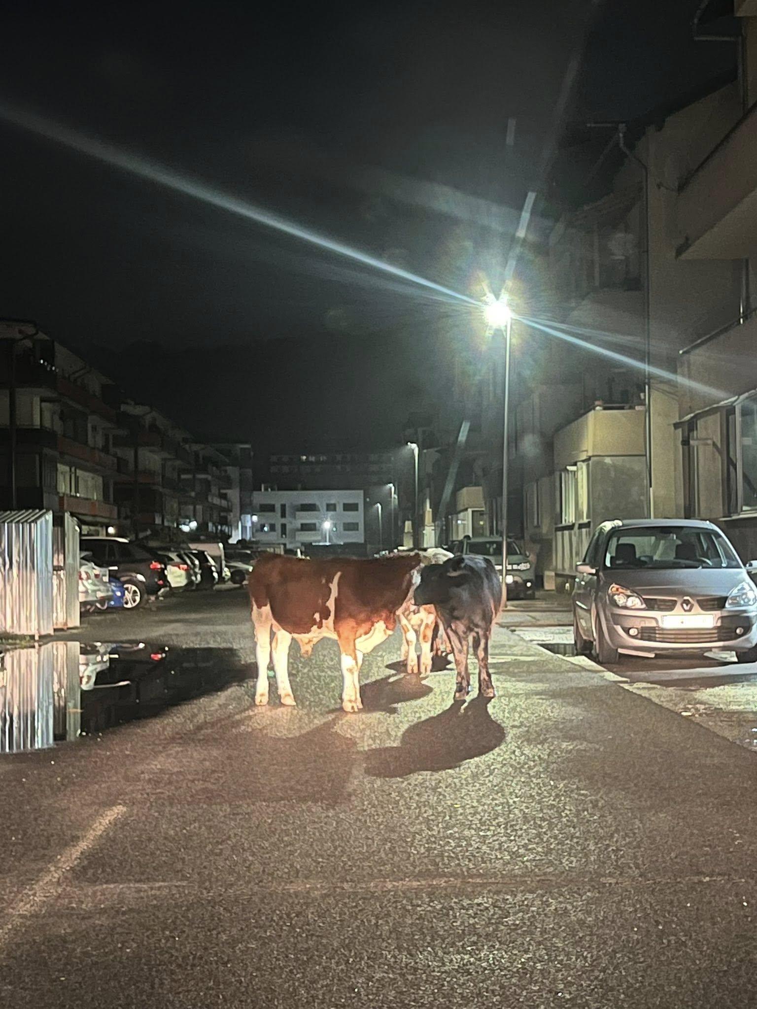 545630762_31206594822317733_1219154492208546475_n (1).jpg