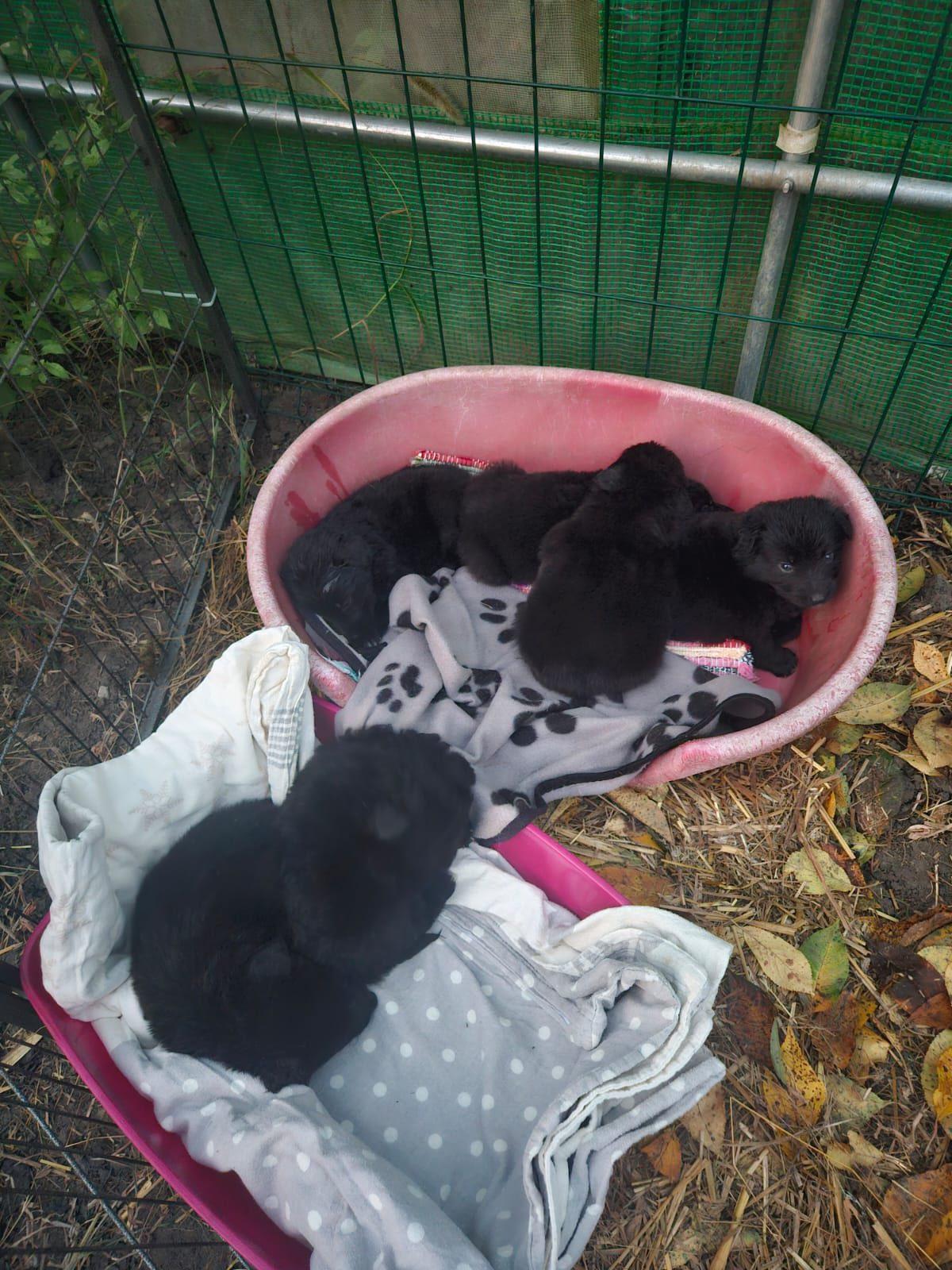 pui caine aruncati cluj 4.jpg