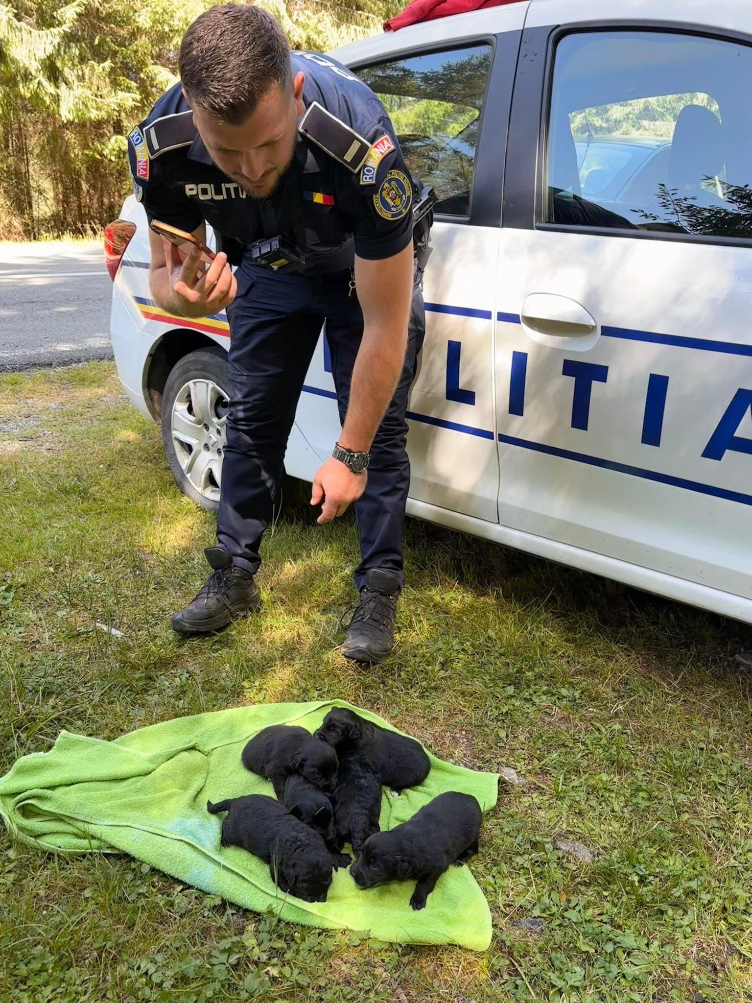 pui caine aruncati cluj.jpg