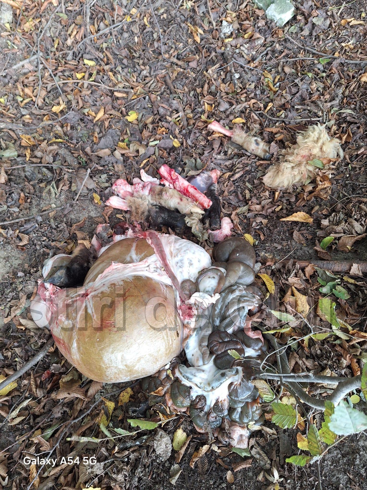 animale eviscerate cluj 2 stiridecluj.jpg