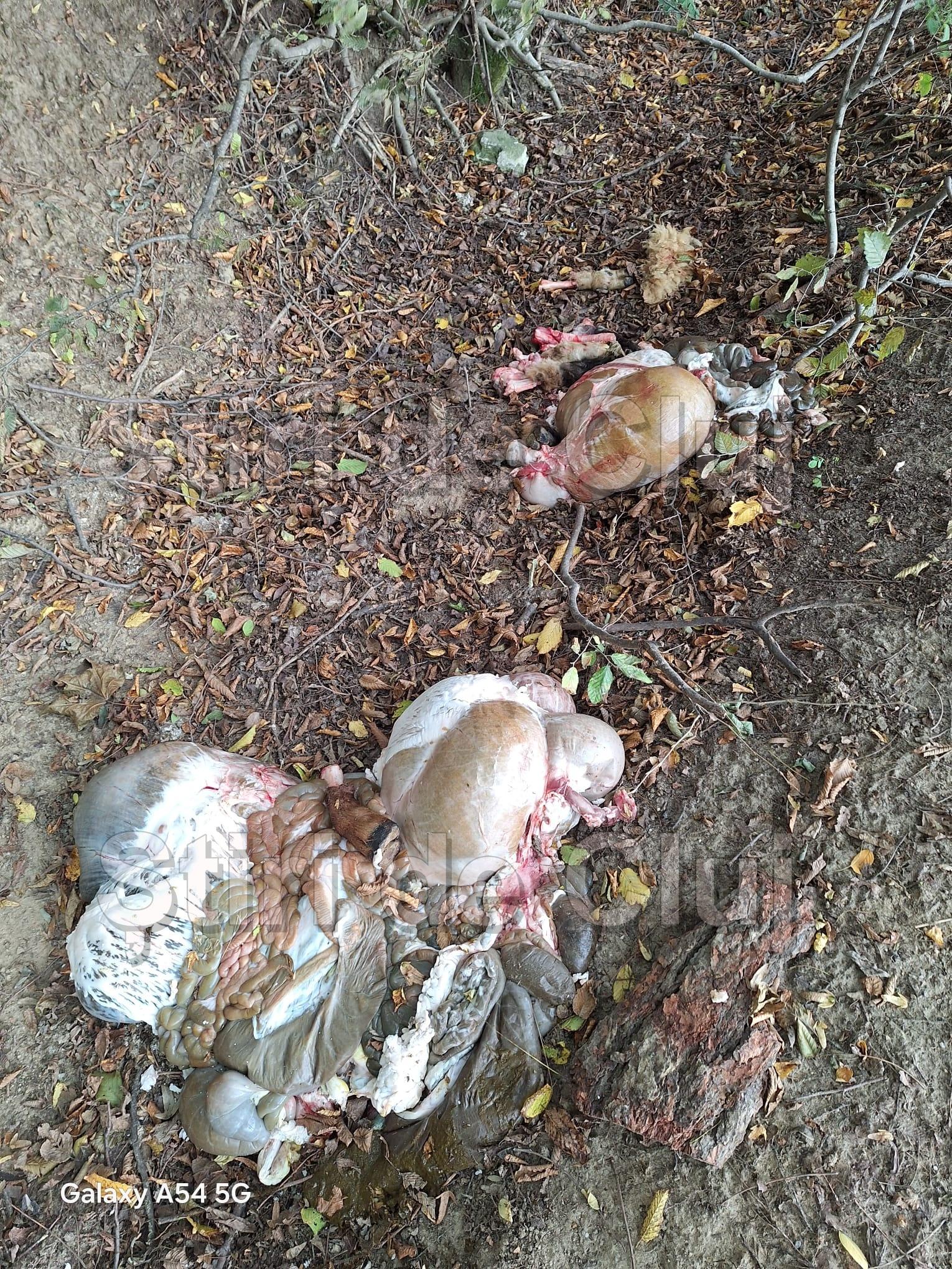 animale eviscerate cluj 1 stiridecluj.jpg