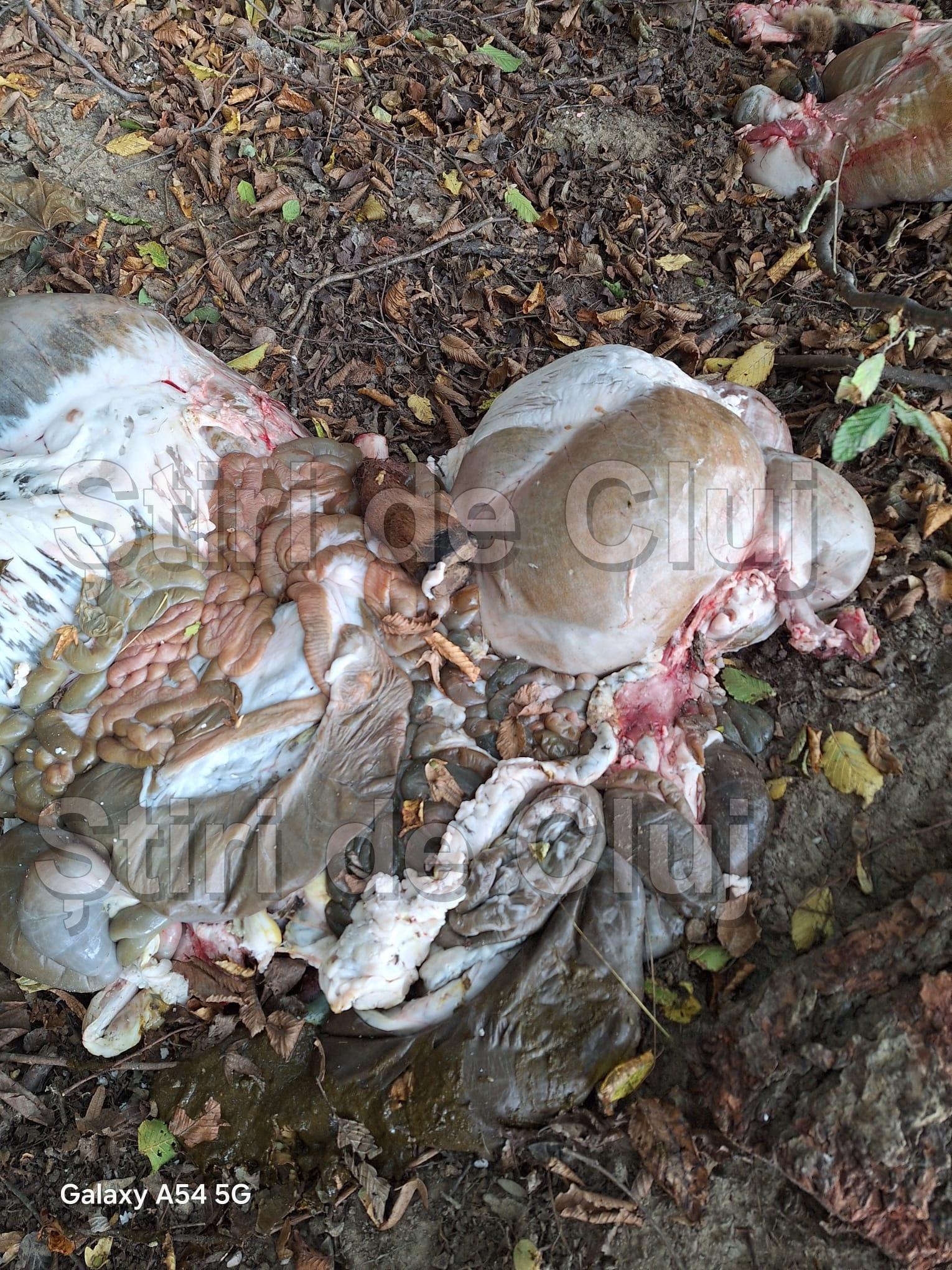 animale eviscerate cluj 4 stiridecluj.jpg