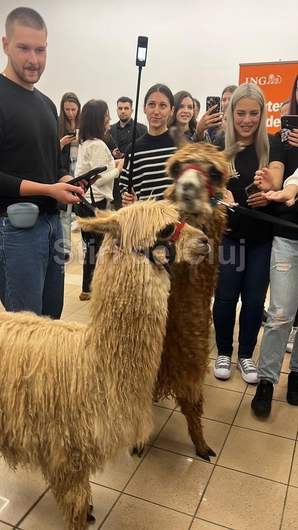 alpaca 2 stiridecluj.jpg