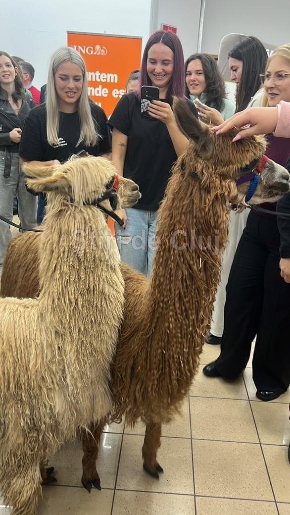 alpaca 1 stiridecluj.jpg