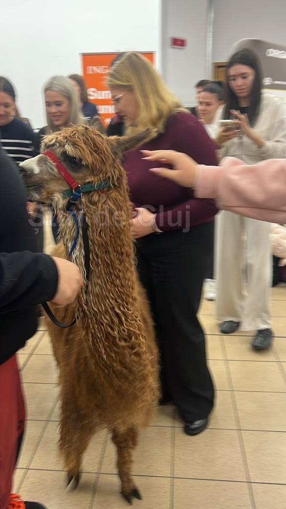alpaca 3 stiri de cluj.jpg