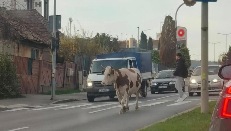 sidapdoaiodidosia .png