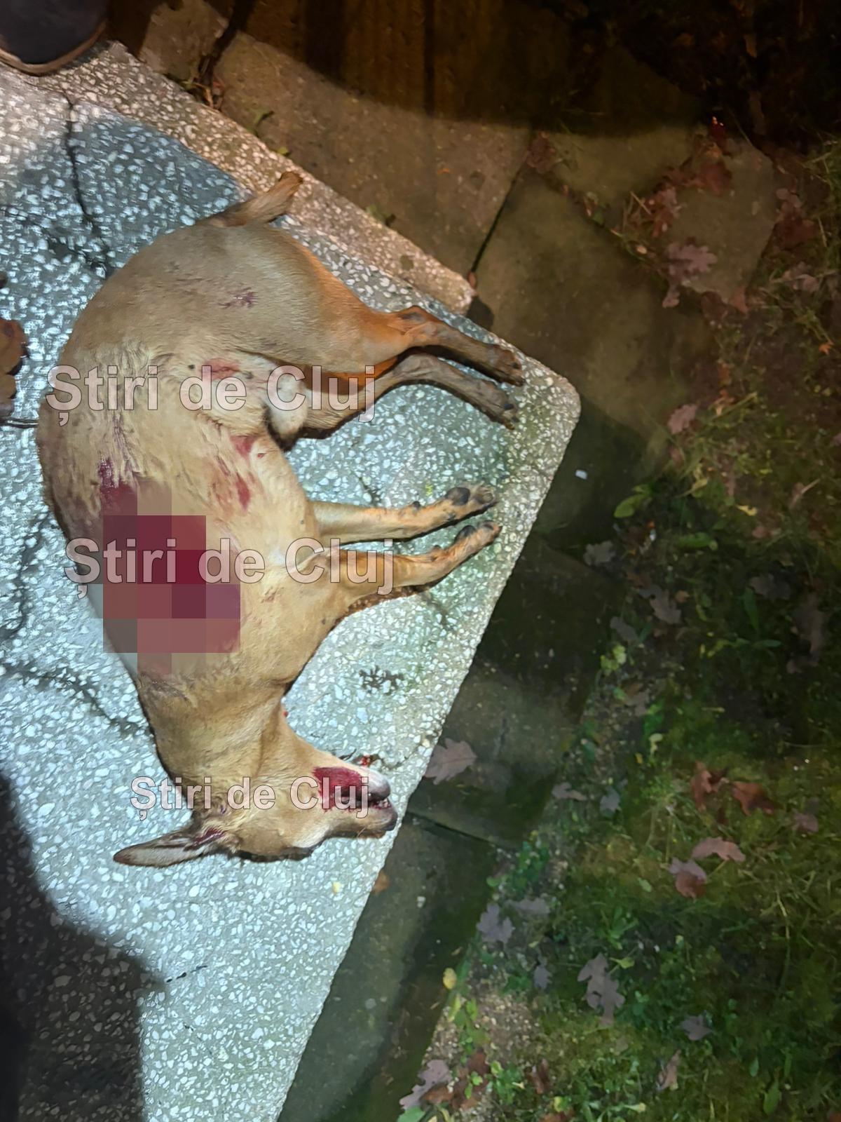 caine stirea 2.1.jpg