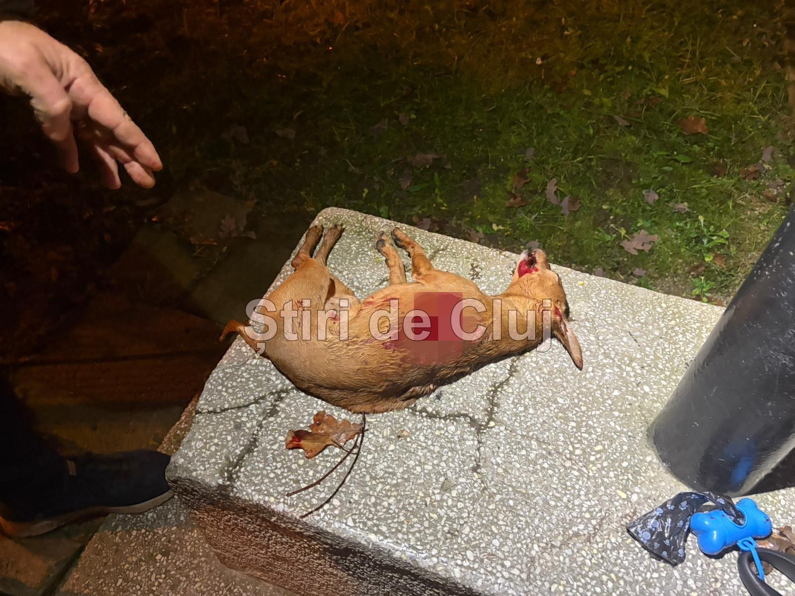 caine stirea 2.2.jpg