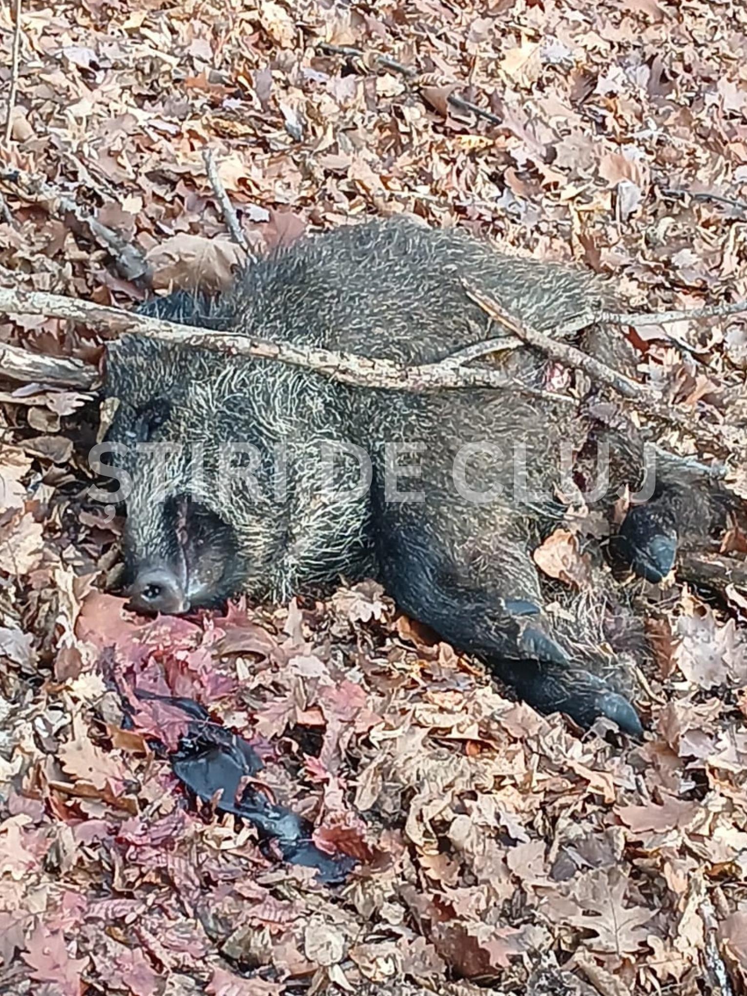 ȘTIRI DE CLUJ-4.png