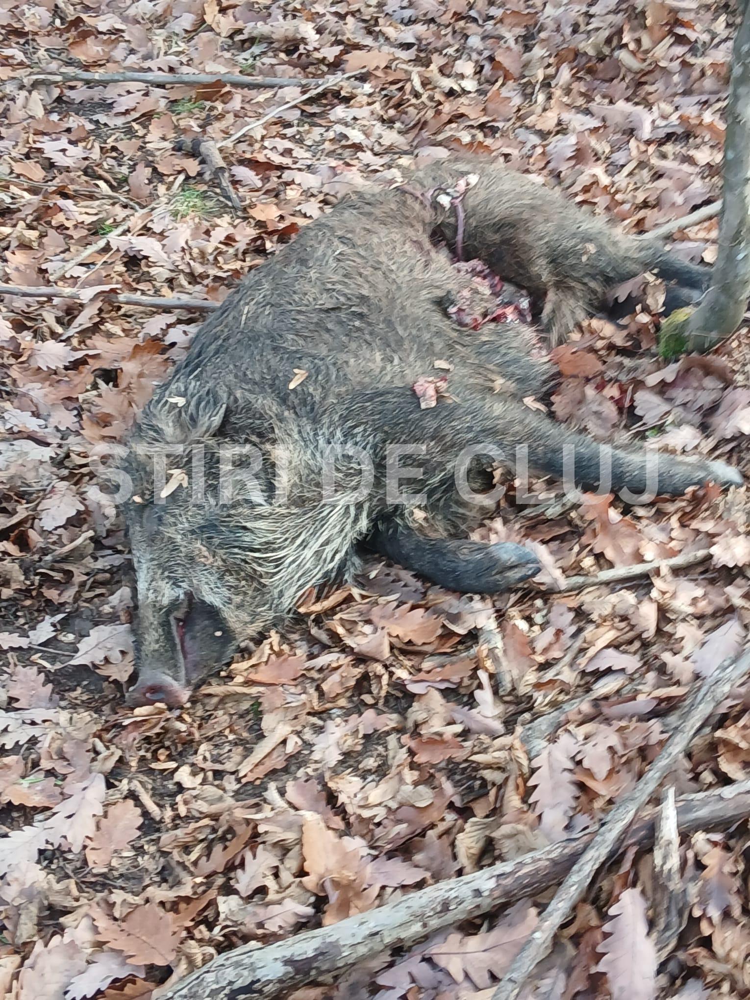 ȘTIRI DE CLUJ-2.png