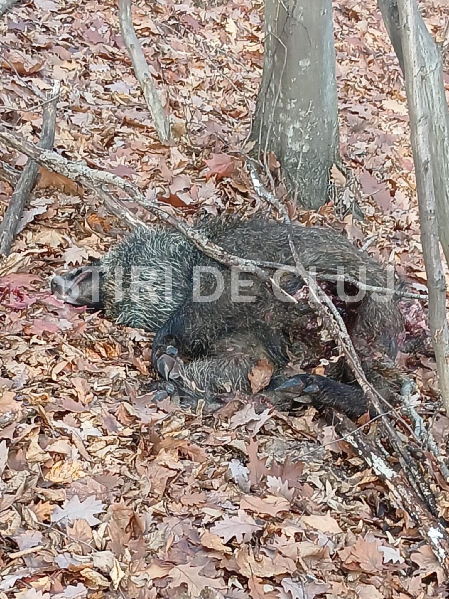 ȘTIRI DE CLUJ-3.png