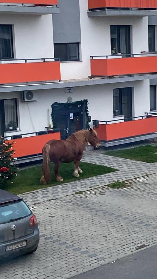 cal ratacit floresti Craciun.jpg