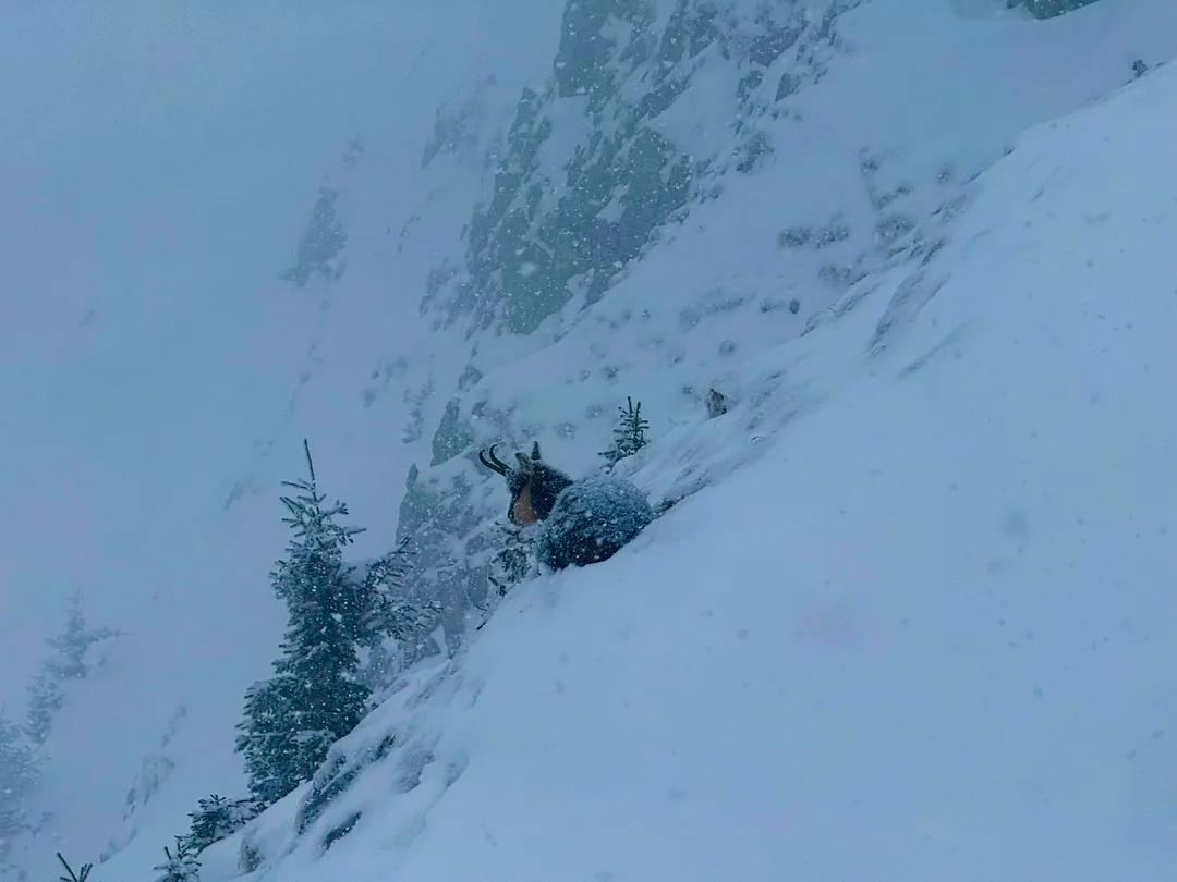 capre negre viscol piatra craiului 2.webp