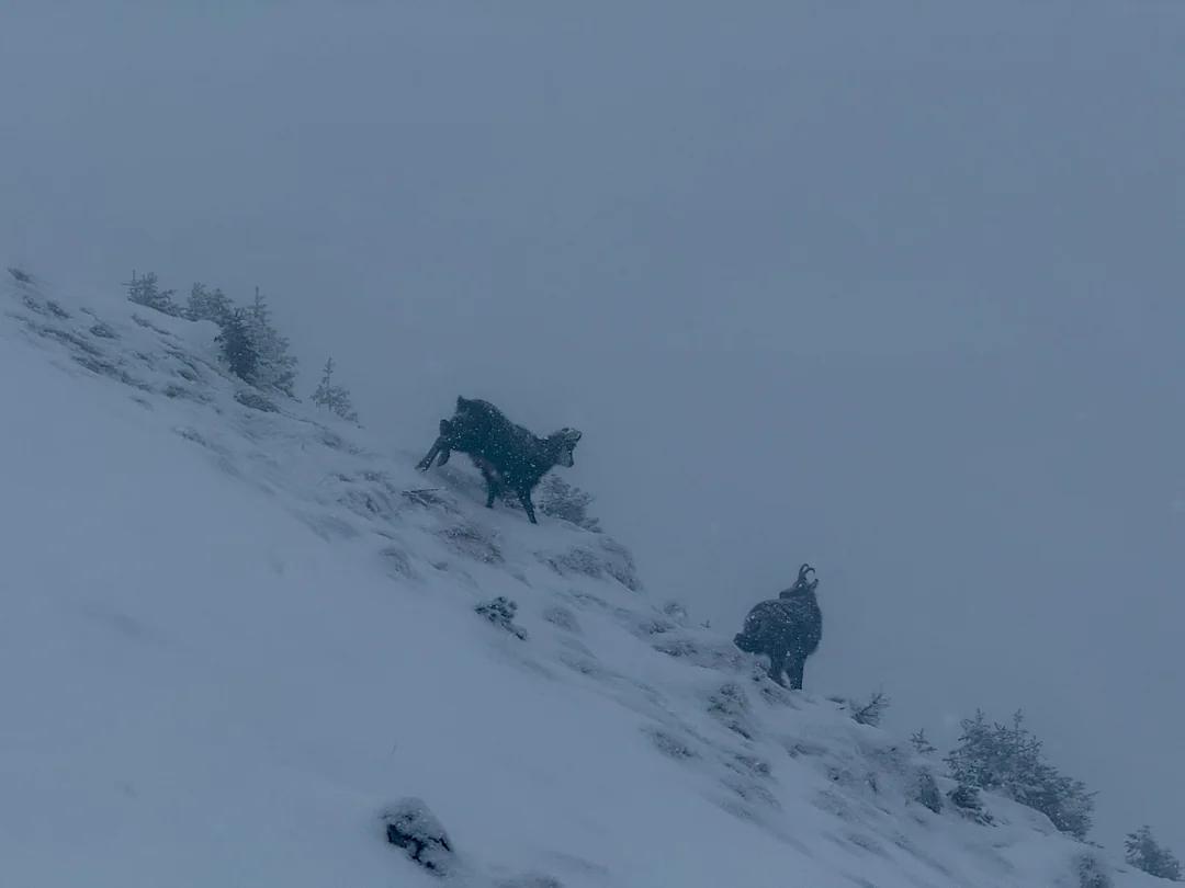 capre negre viscol piatra craiului 1.webp