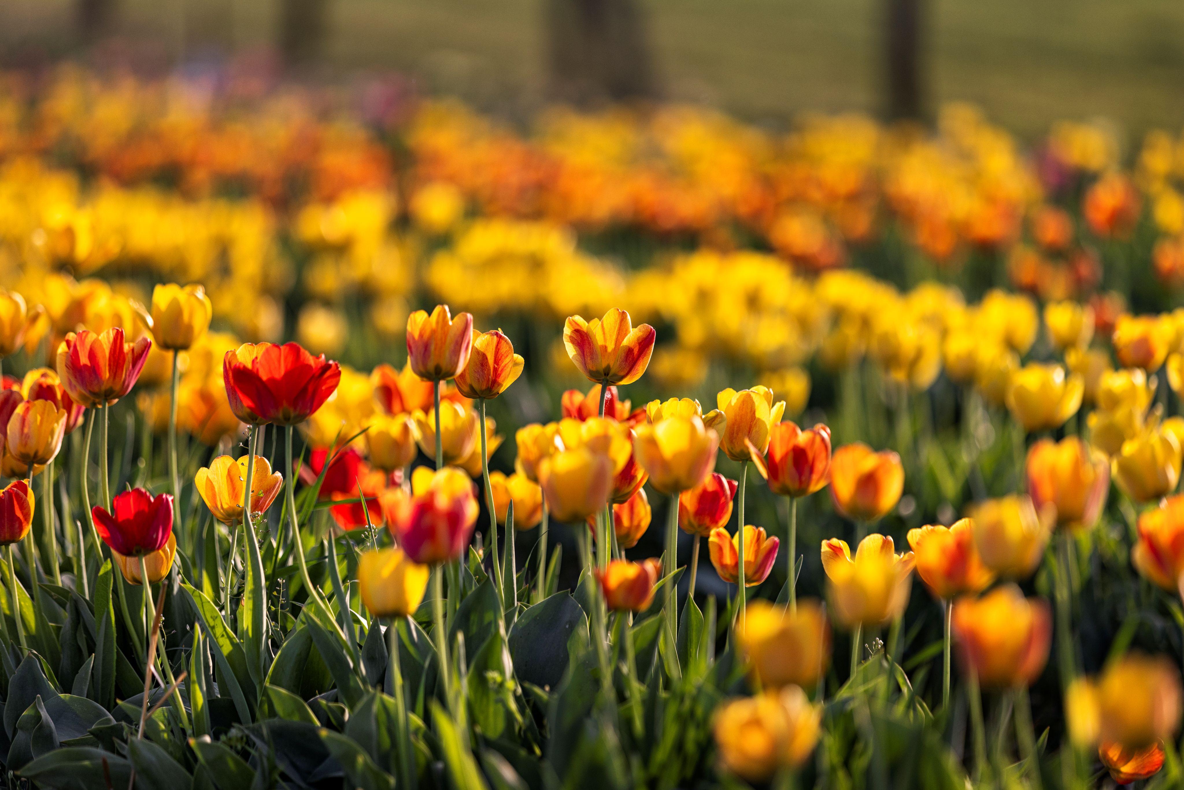 KOSD Tulipanszuret Kosd, Tulip Garden, Nandor Lang 20240407_FULL (2).jpg