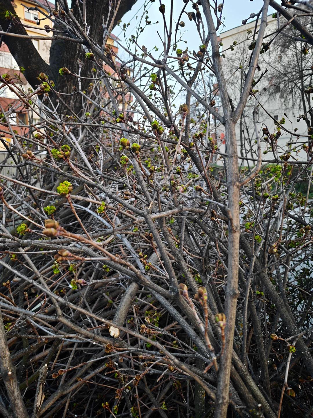 toaletare-incorecta cluj 2.webp