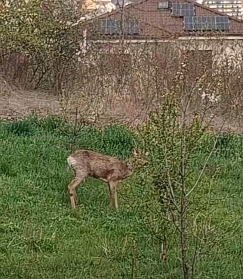 Screenshot 2026-04-12 082330.png