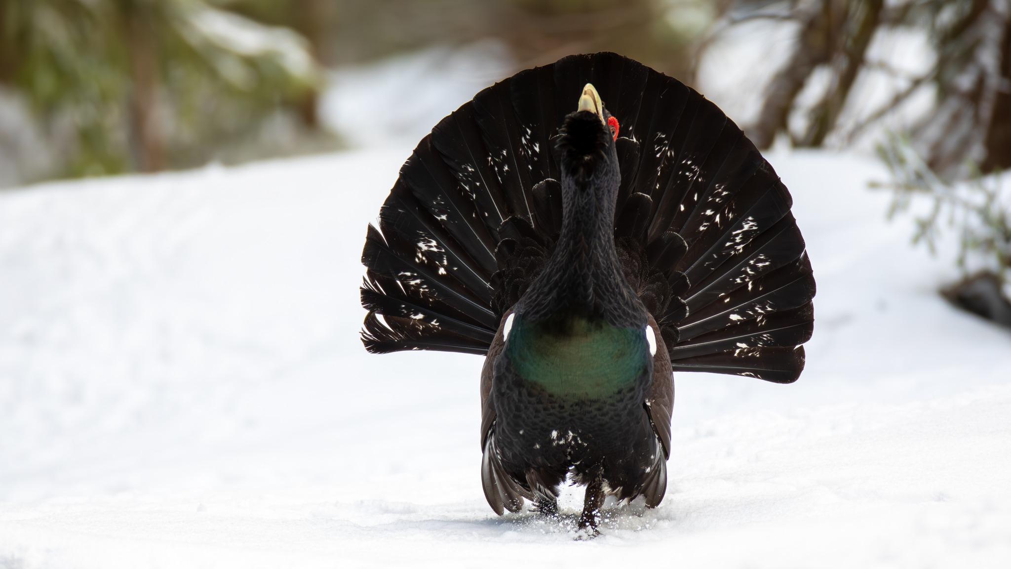 cocosi de munte 2.jpg