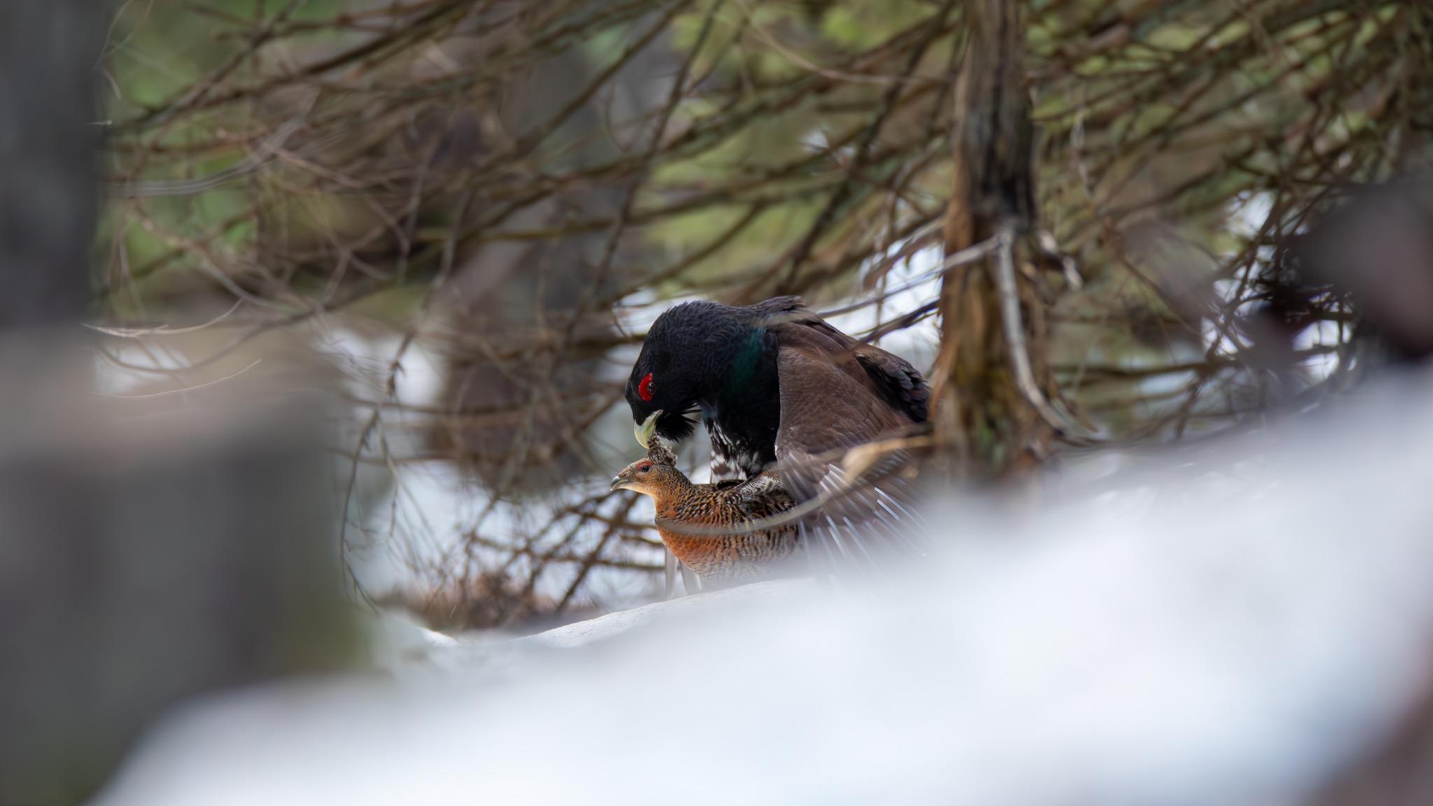 cocosi de munte 5.jpg