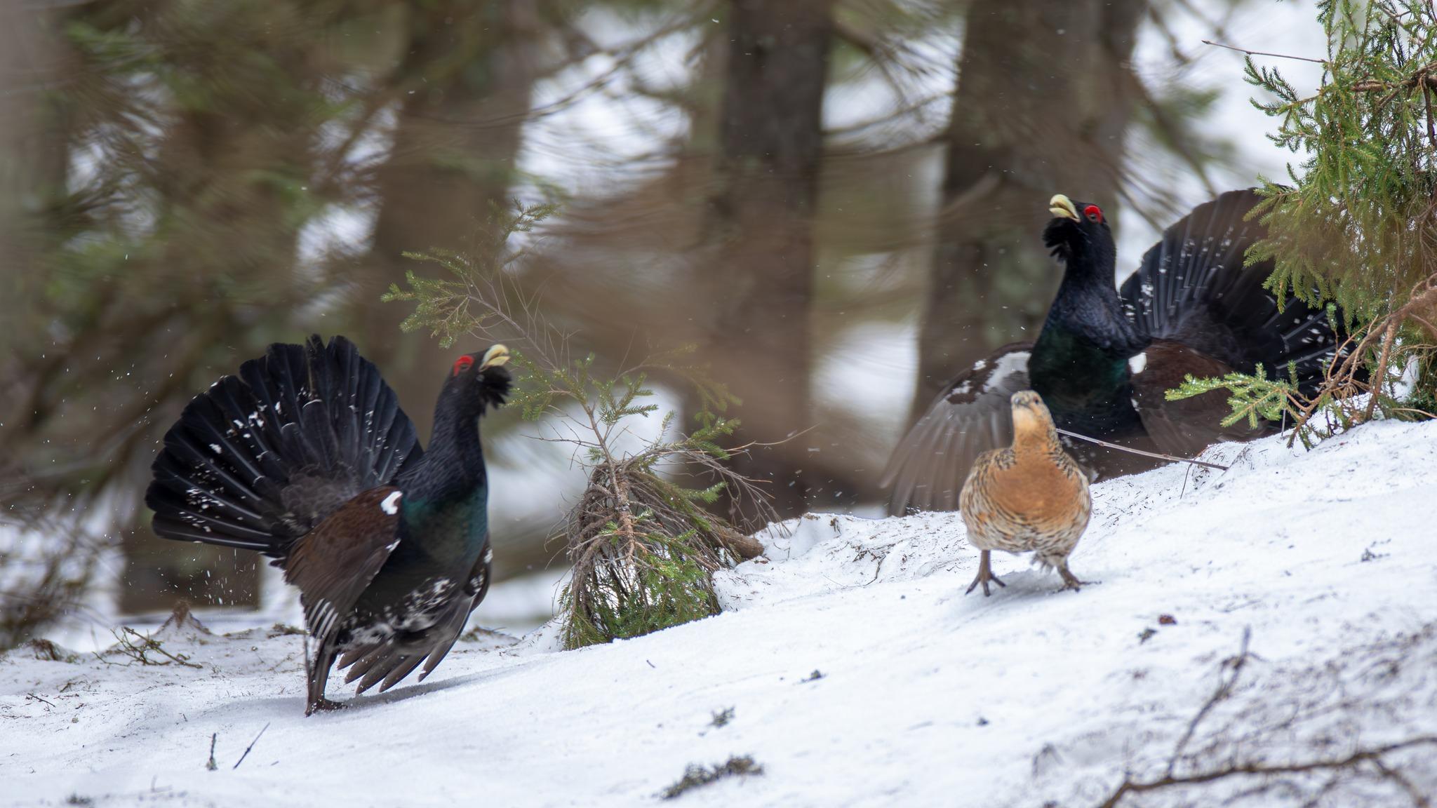 cocosi de munte 1.jpg