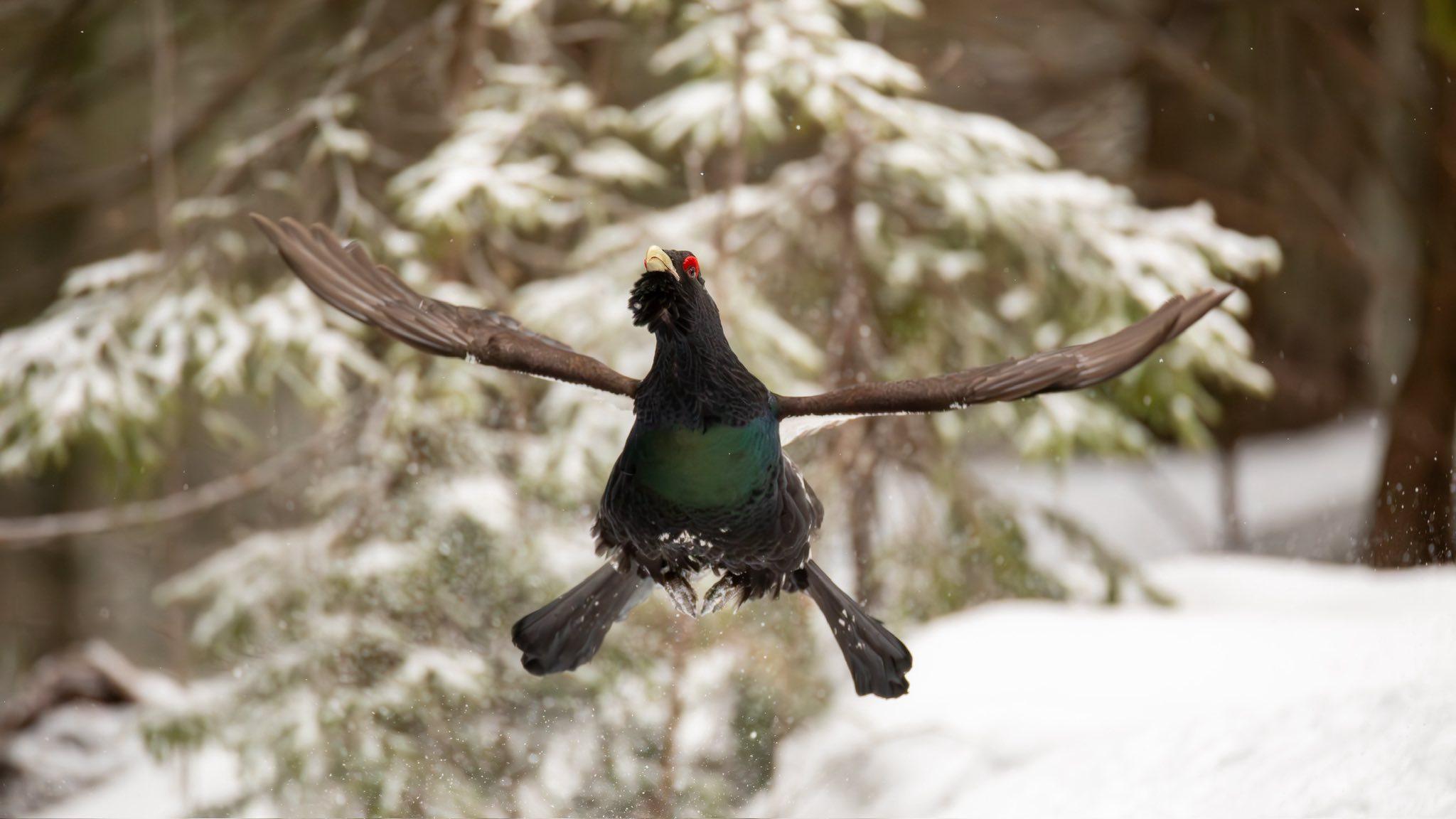 cocosi de munte 6.jpg