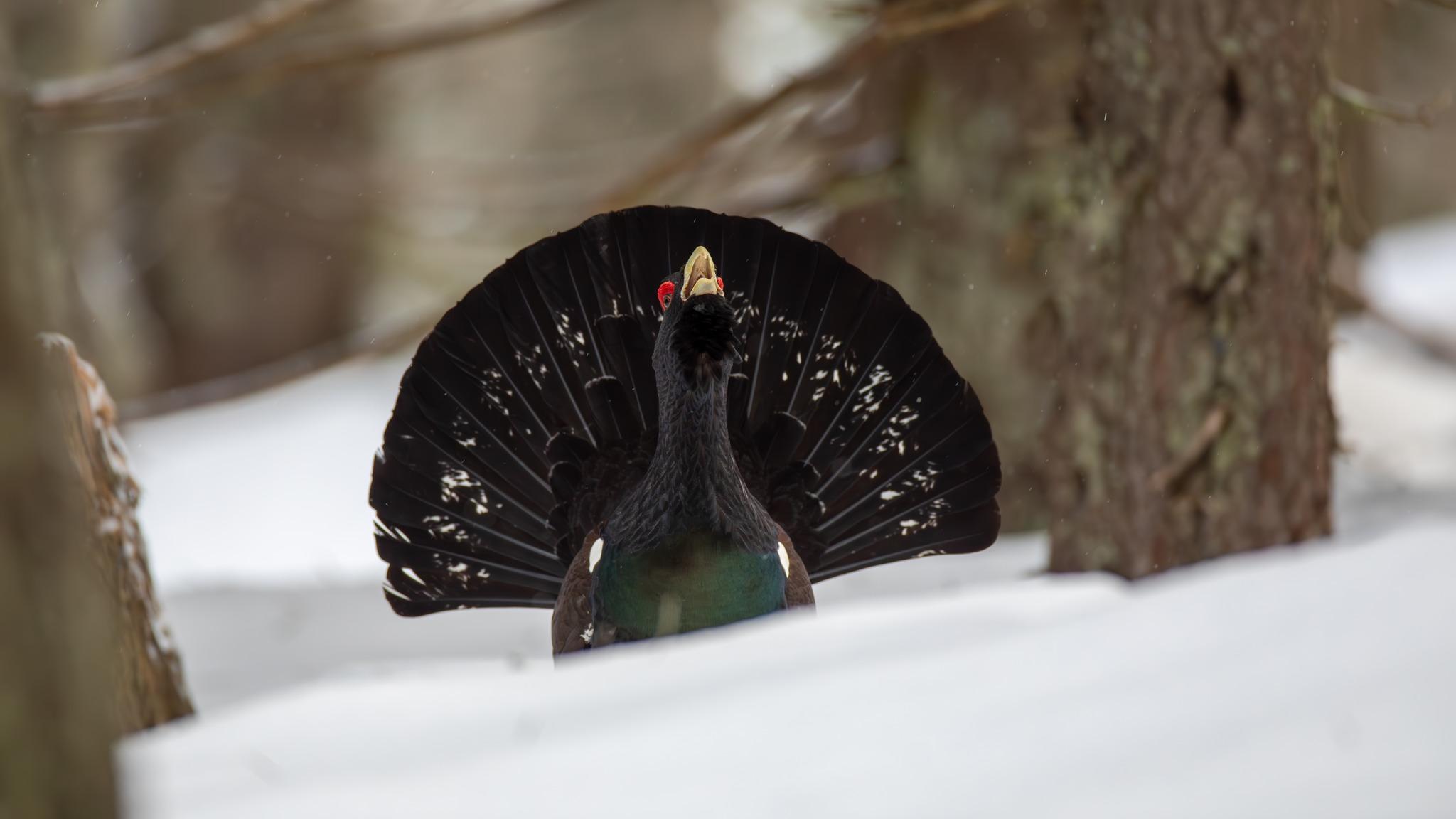 cocosi de munte 3.jpg