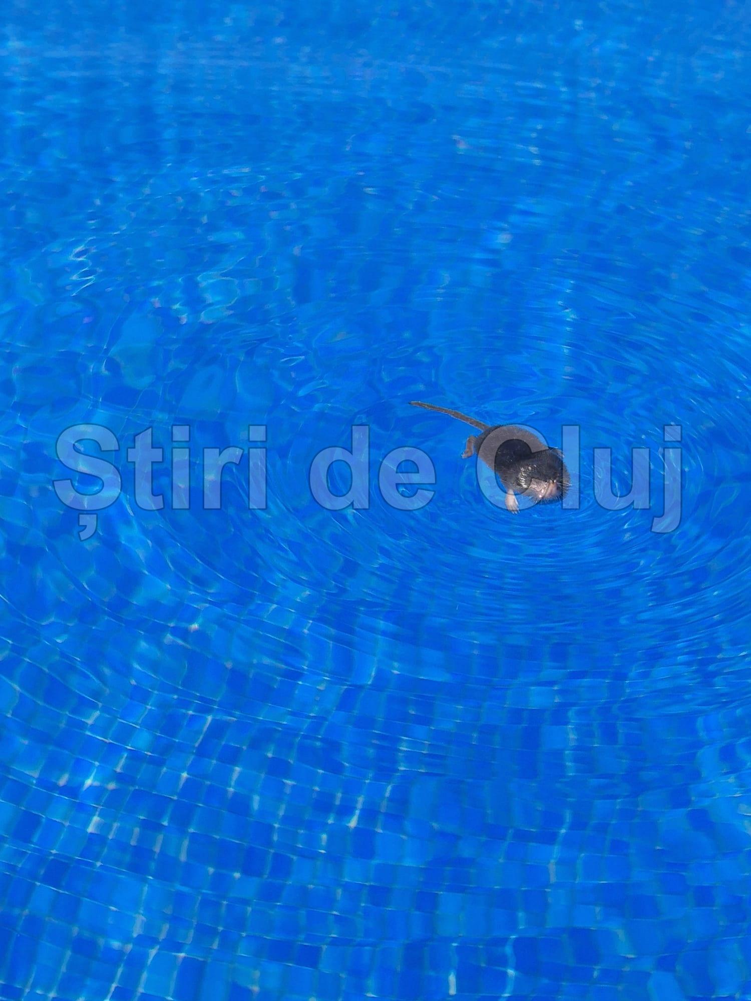 animal 3.jpeg