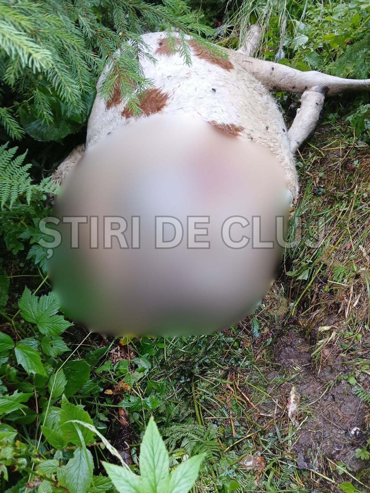 ȘTIRI DE CLUJ(1).png