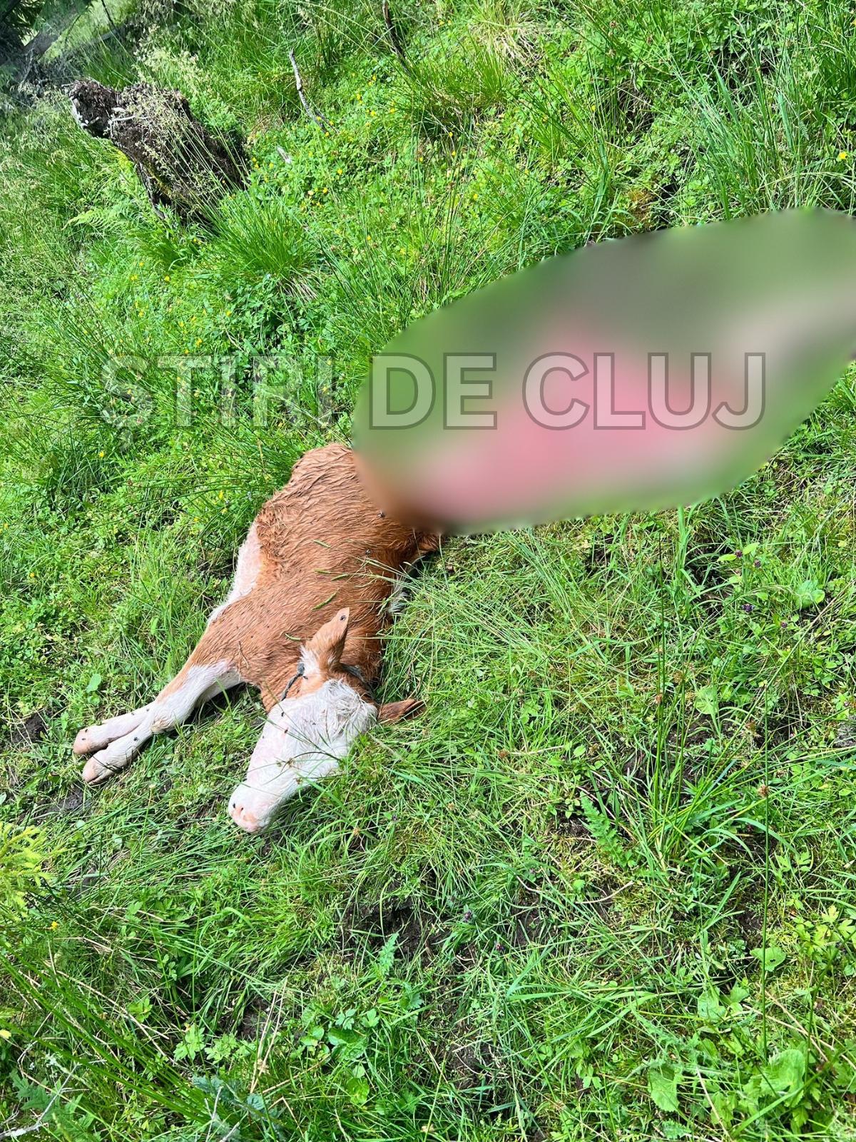 ȘTIRI DE CLUJ(2).png