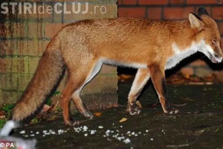 O vulpe i-a lasat pe zeci de soferi dintr-un oras englezesc fara ... frane