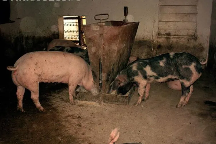 Vaccinarea porcilor contra pestei va fi sistata de la 1 ianuarie 2010