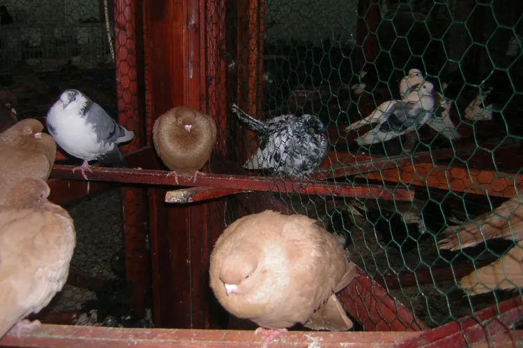 Rollerii de Cluj, vedetele expozitiei de pasari