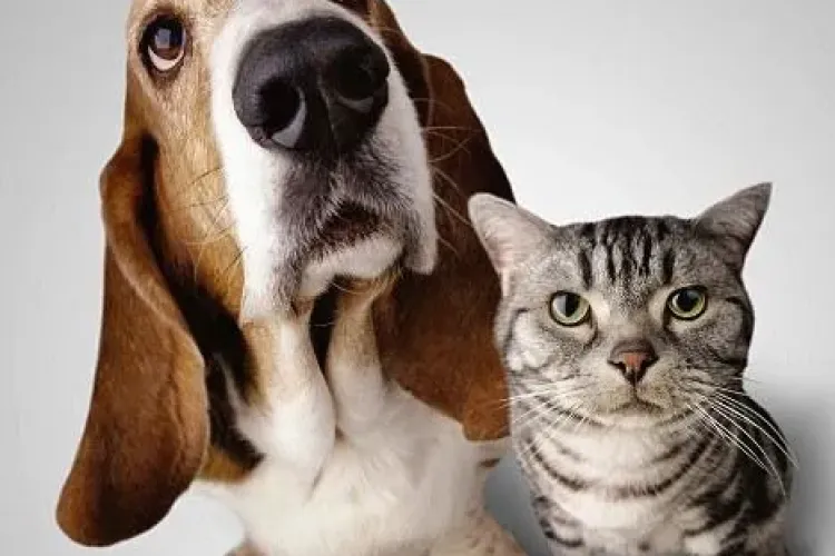 Cainii sunt mai destepti decat pisicile