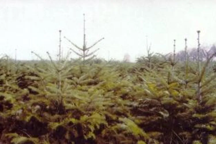 Oferta mica de brazi de Craciun