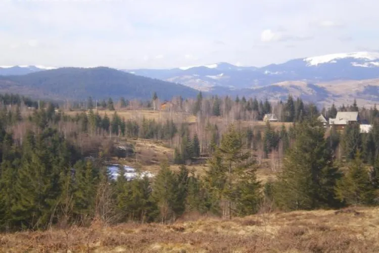 Primarul arestat a promis ca va taia o padure pentru 10.000 de euro