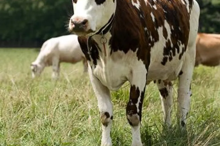 APIA nu mai elibereaza adeverinte de credite pentru fermieri