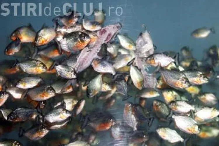 Pestii Piranha pot fi vazuti de luni la noul acvariu al USAMV Cluj - VIDEO